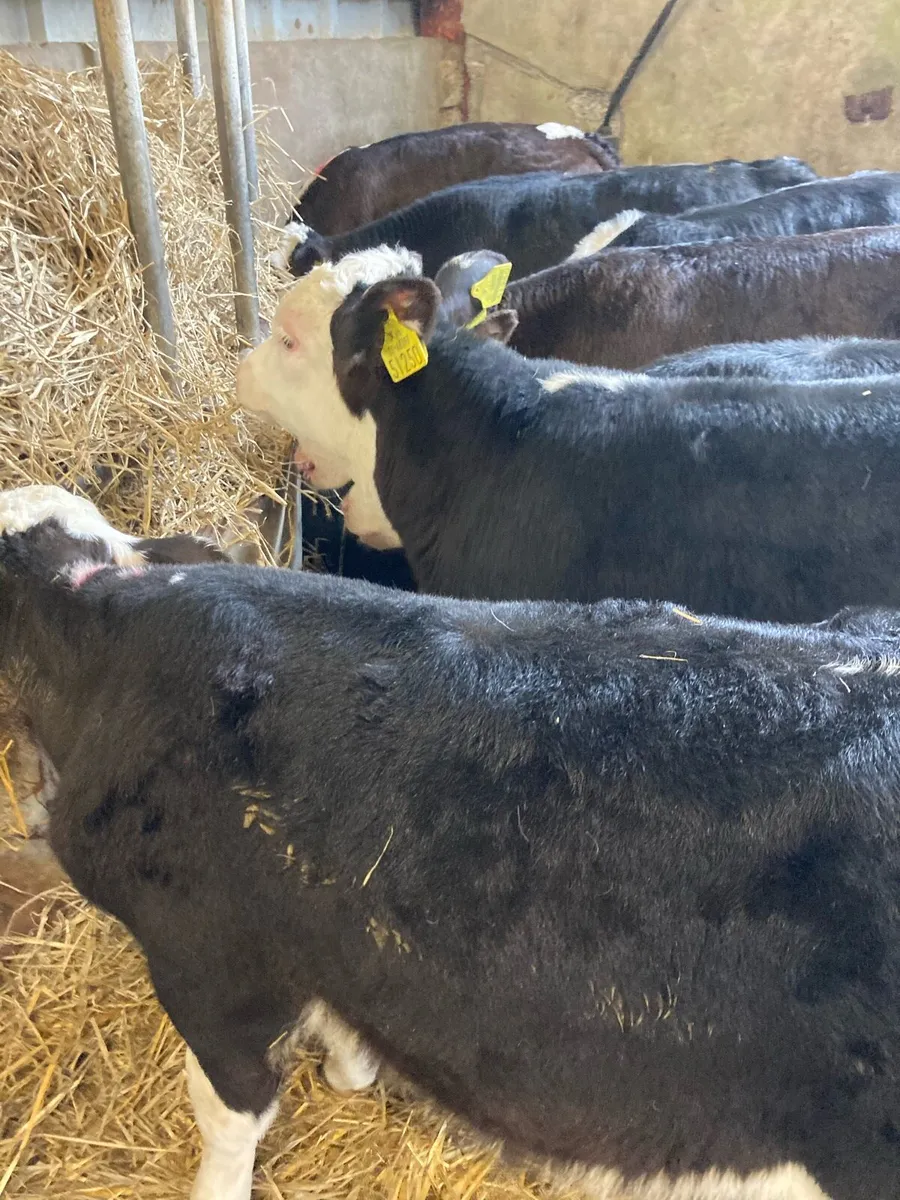 SUPER QUALITY HEREFORD HEIFER AND BULL CALVES - Image 2