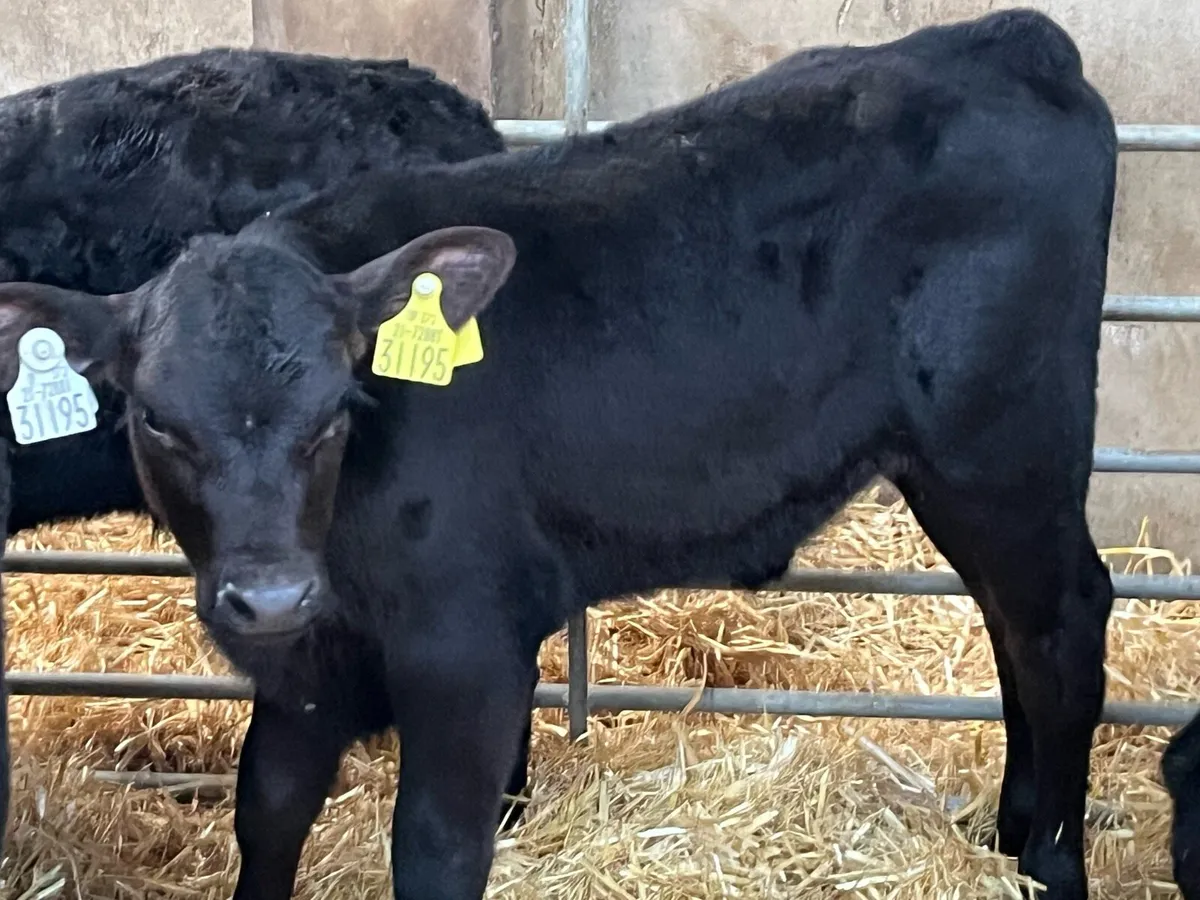 15 Smashing AA Heifer Calves - Image 2