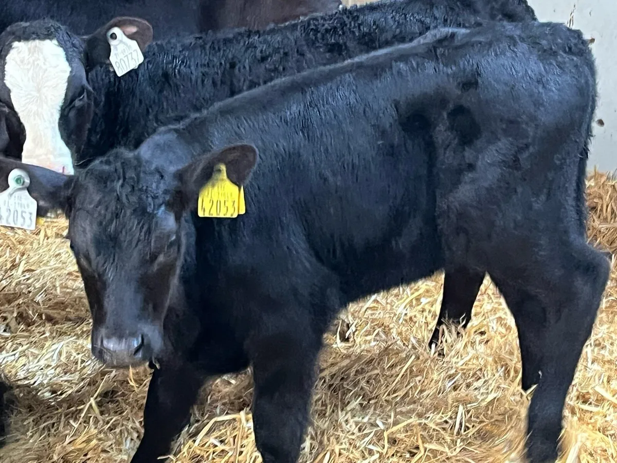 15 Smashing AA Heifer Calves - Image 4