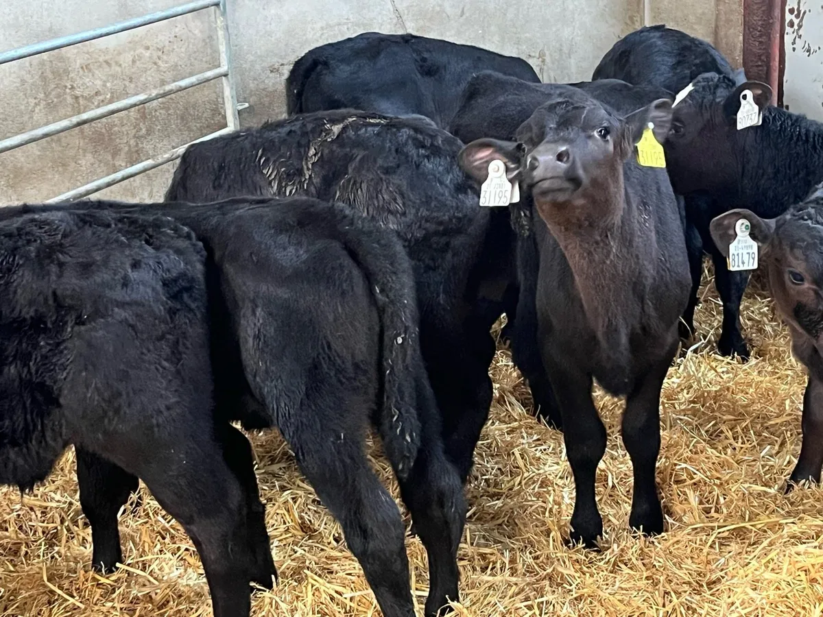 15 Smashing AA Heifer Calves - Image 3