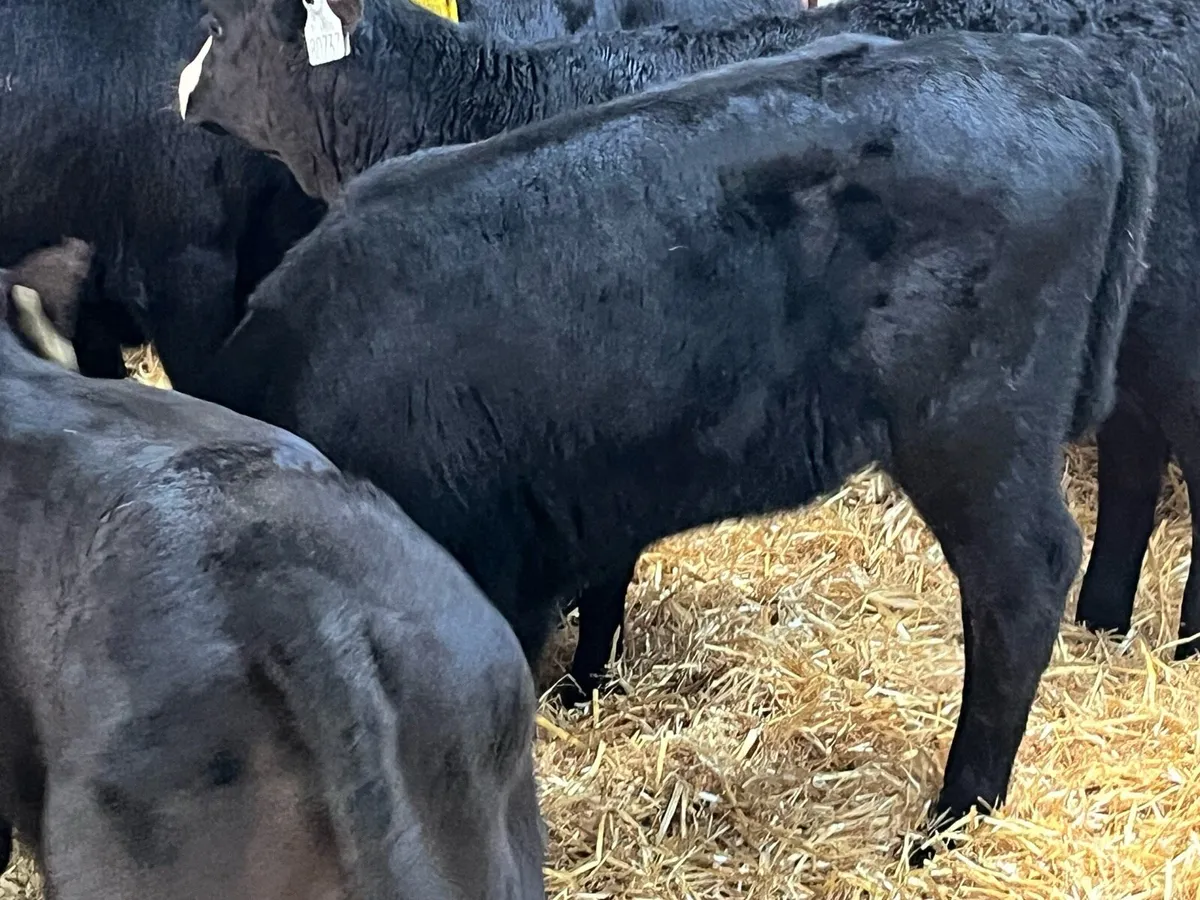 15 Smashing AA Heifer Calves - Image 1