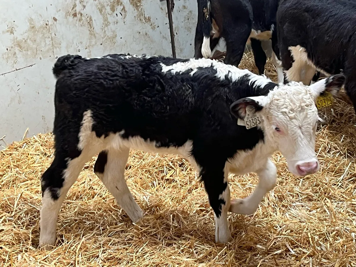 12 Super HEX Heifer Calves - Image 1