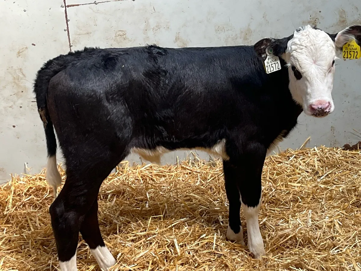 12 Super HEX Heifer Calves - Image 2