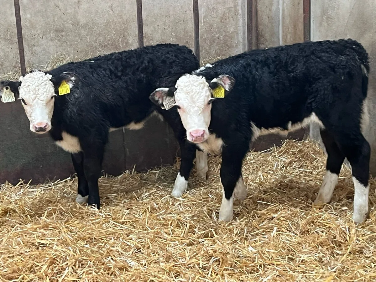 12 Super HEX Heifer Calves - Image 4
