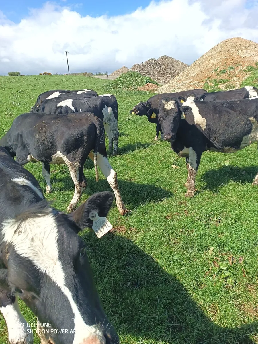 Bulling heifers - Image 2