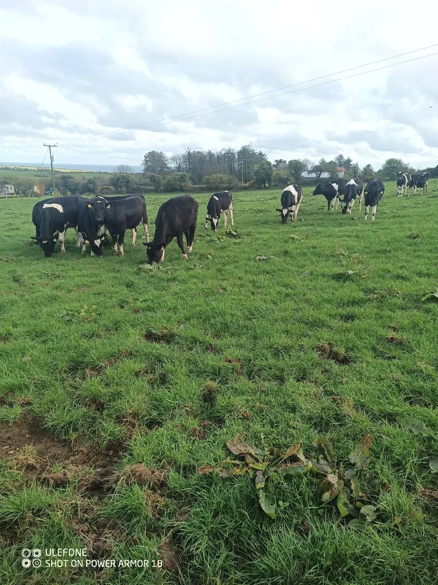 Bulling heifers - Image 3