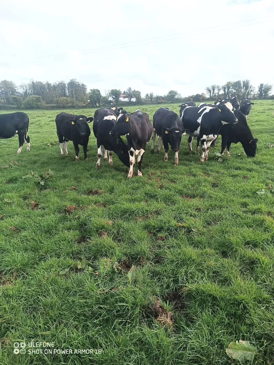 Bulling heifers - Image 1