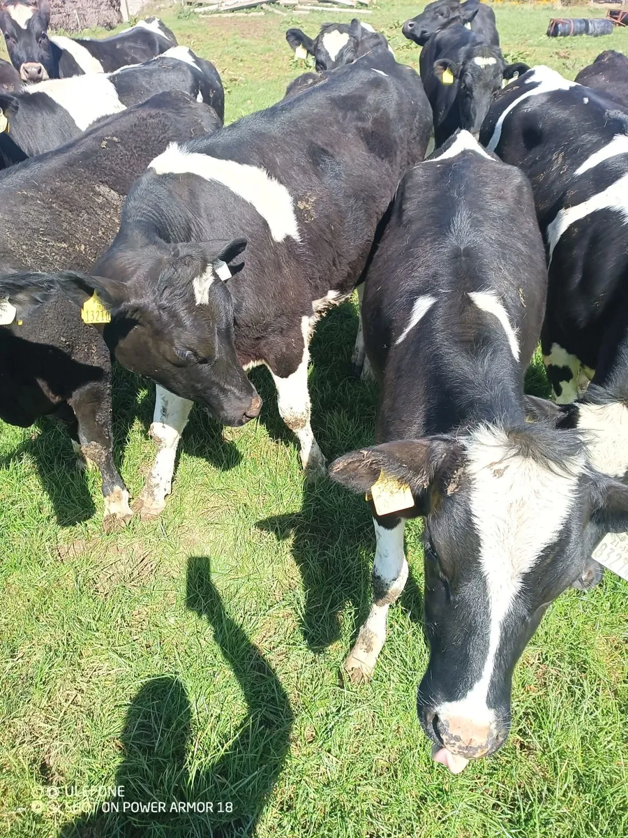 Bulling heifers - Image 4