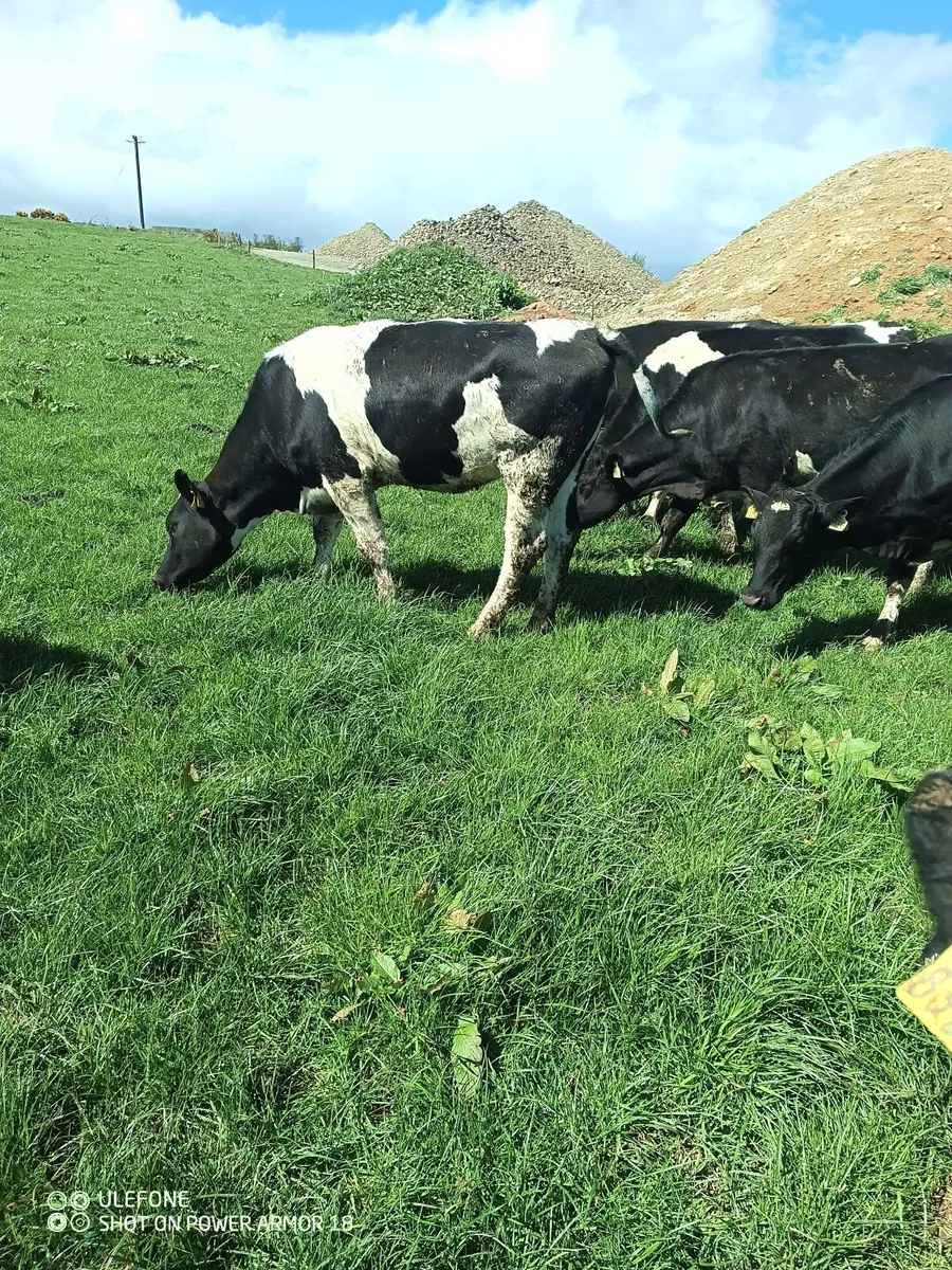 Bulling heifers - Image 4