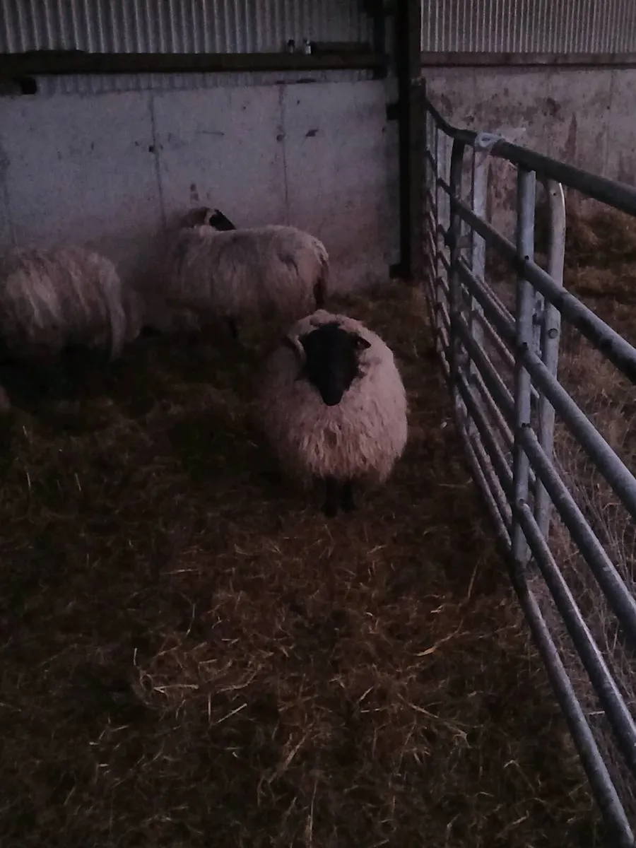 Foster ewe - Image 1