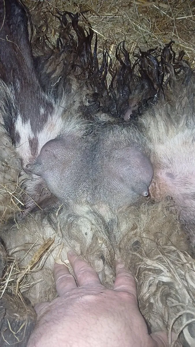 Foster ewe - Image 2