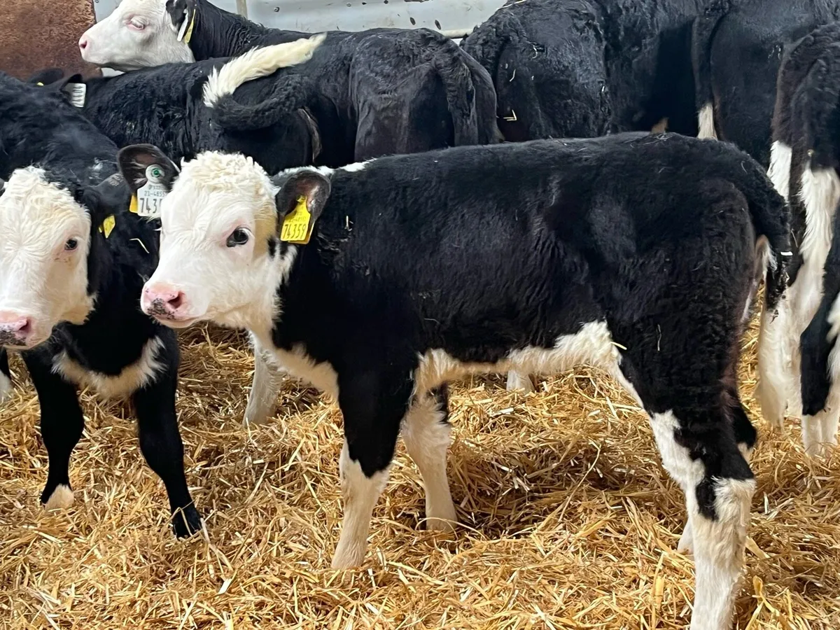 12 Super Reared HE Heifer Calves - Image 3
