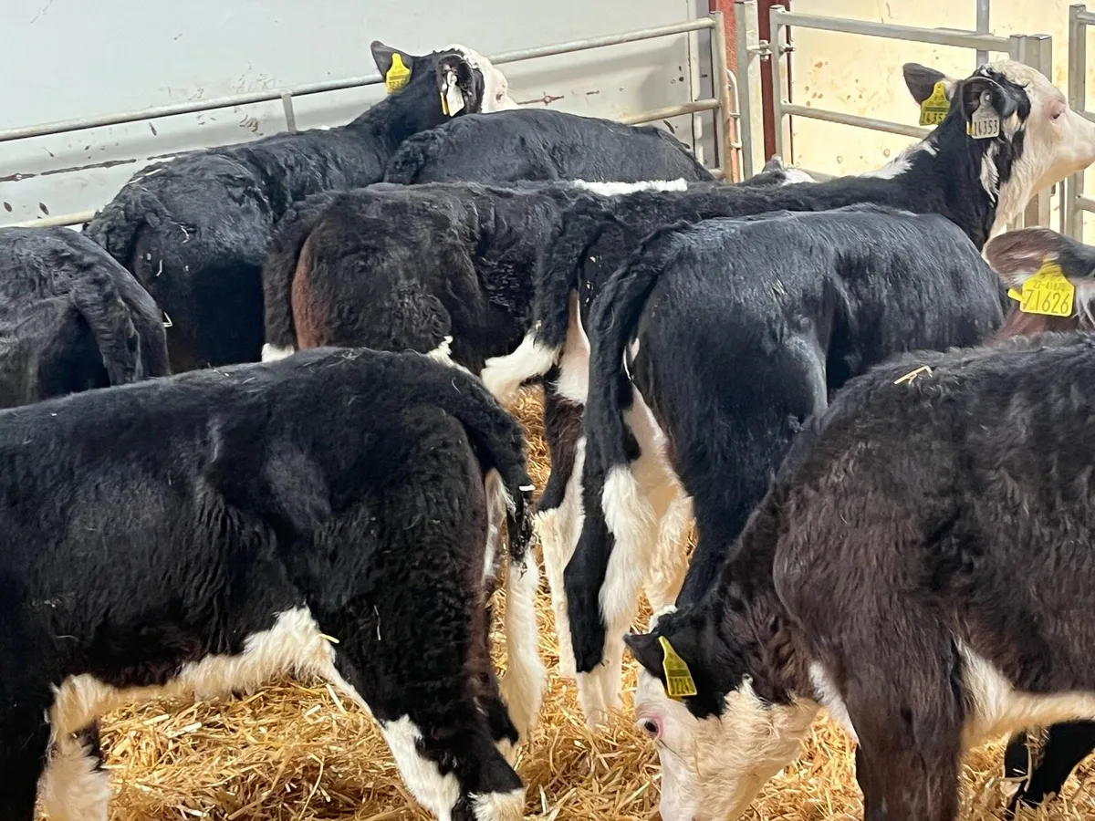12 Super Reared HE Heifer Calves - Image 4