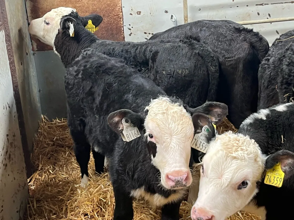 12 Super Reared HE Heifer Calves - Image 1