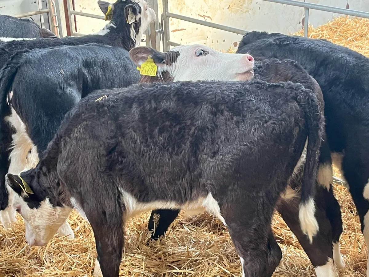 12 Super Reared HE Heifer Calves - Image 2