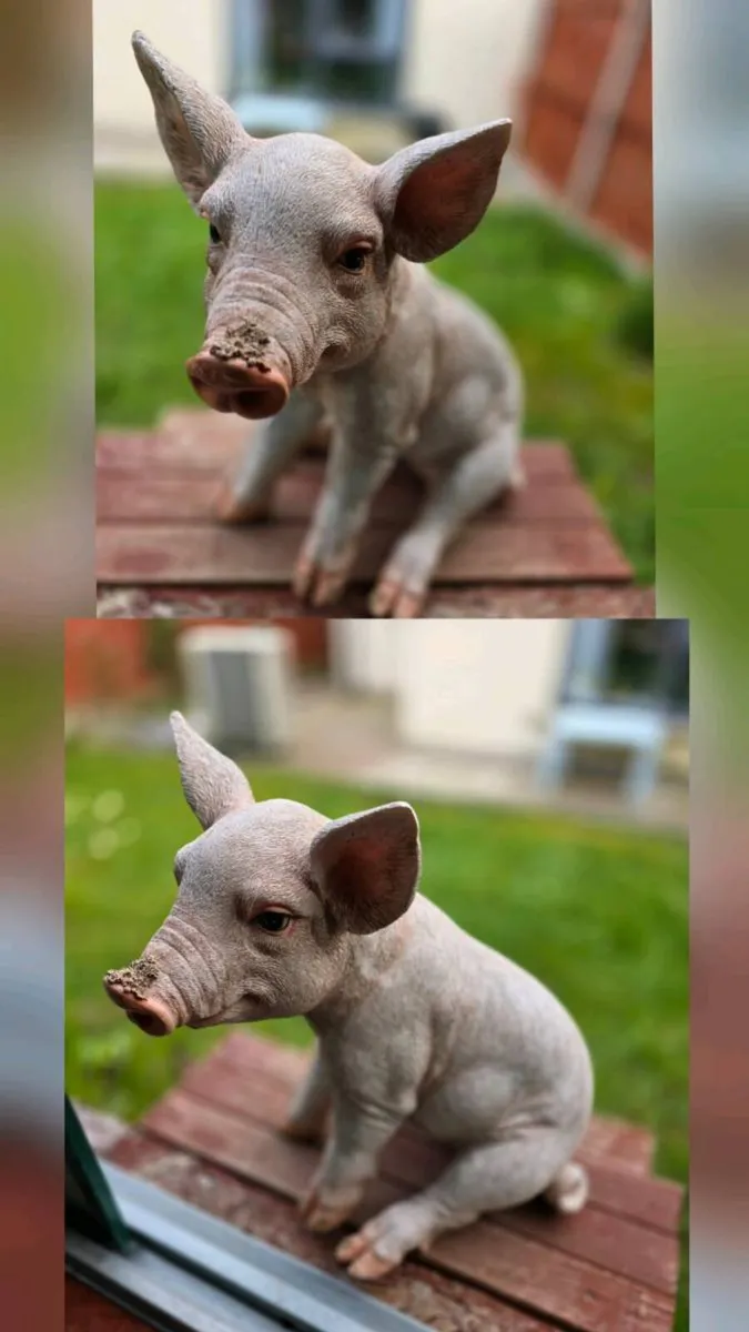 Garden Pig - Image 1