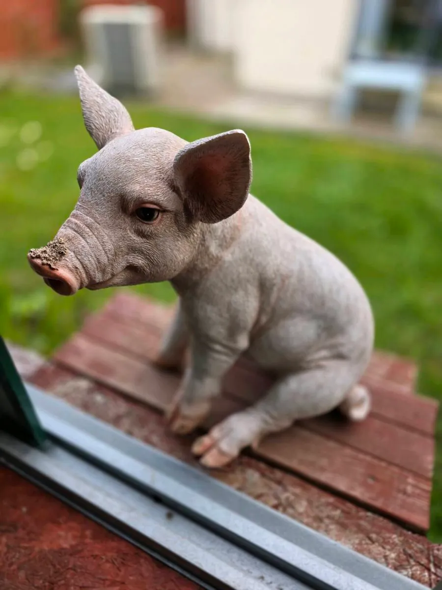 Garden Pig - Image 2