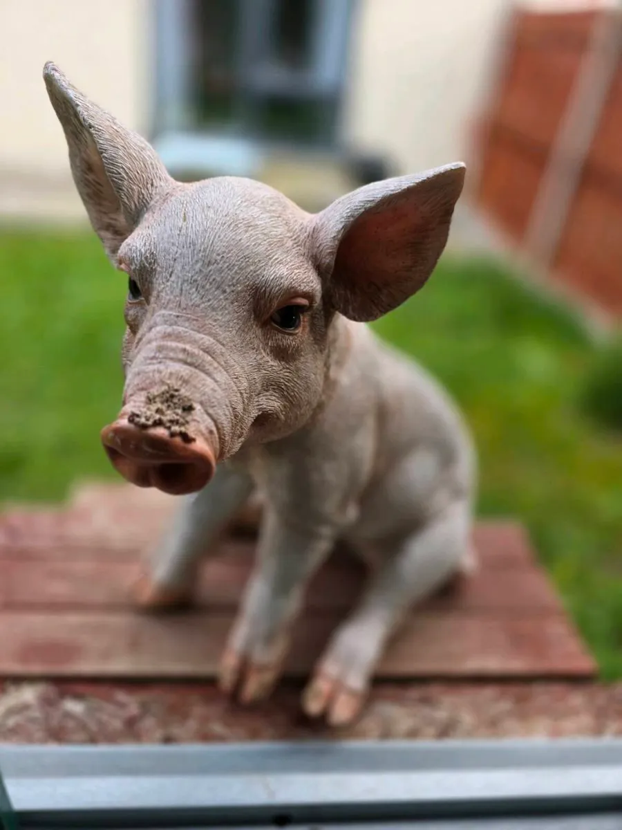 Garden Pig - Image 3
