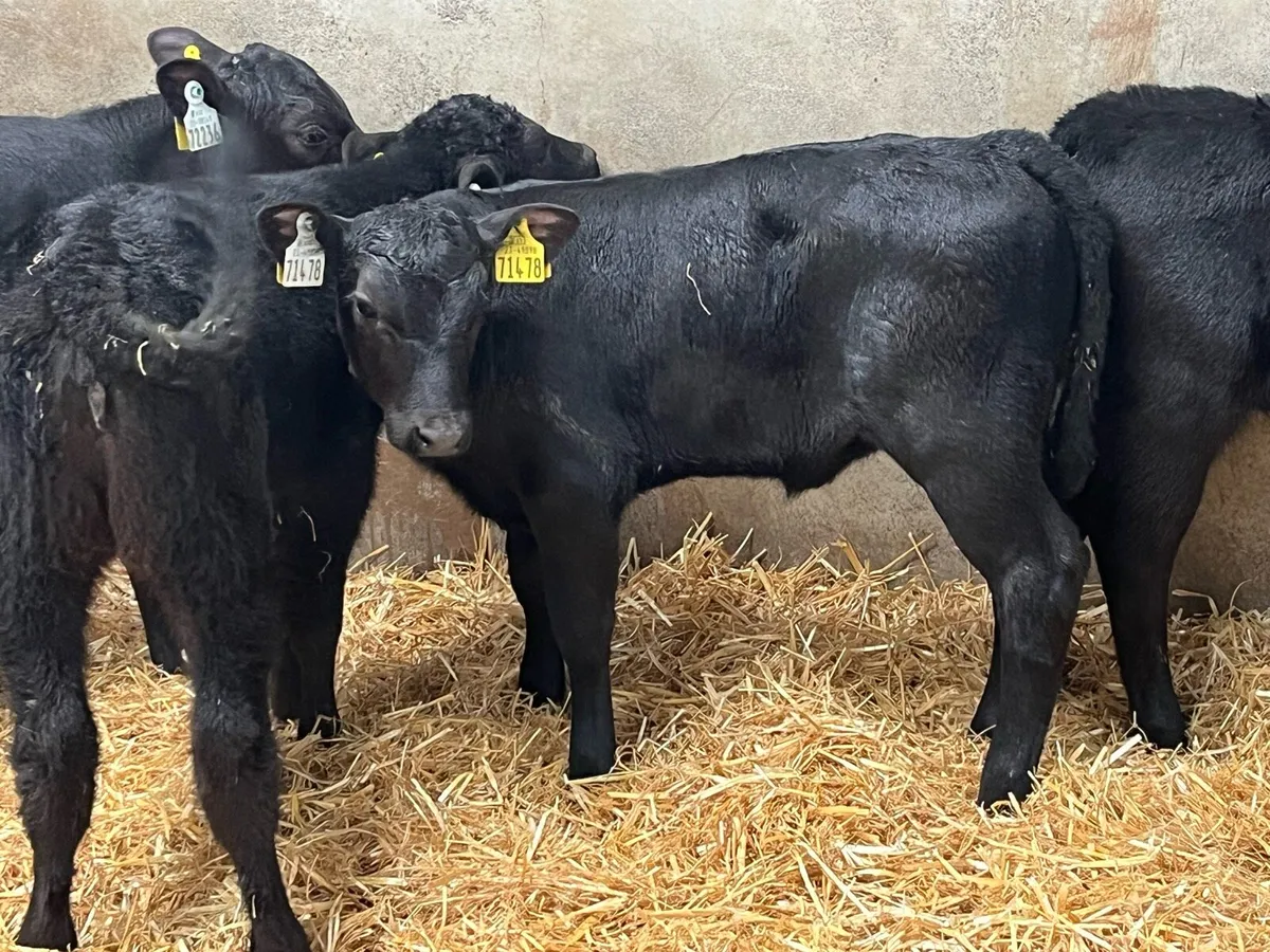 Real Proper Reared AA Heifer Calves - Image 2