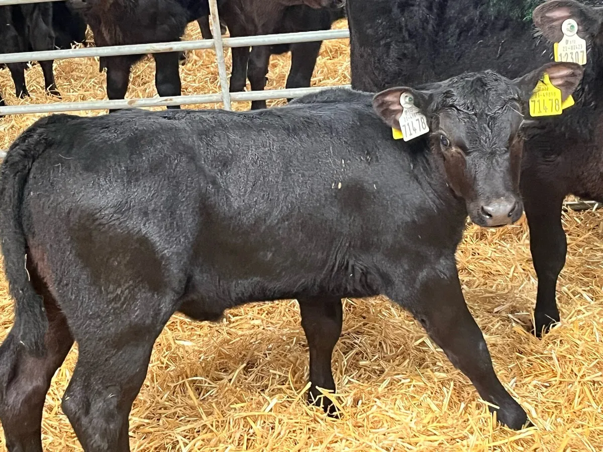 Real Proper Reared AA Heifer Calves - Image 3