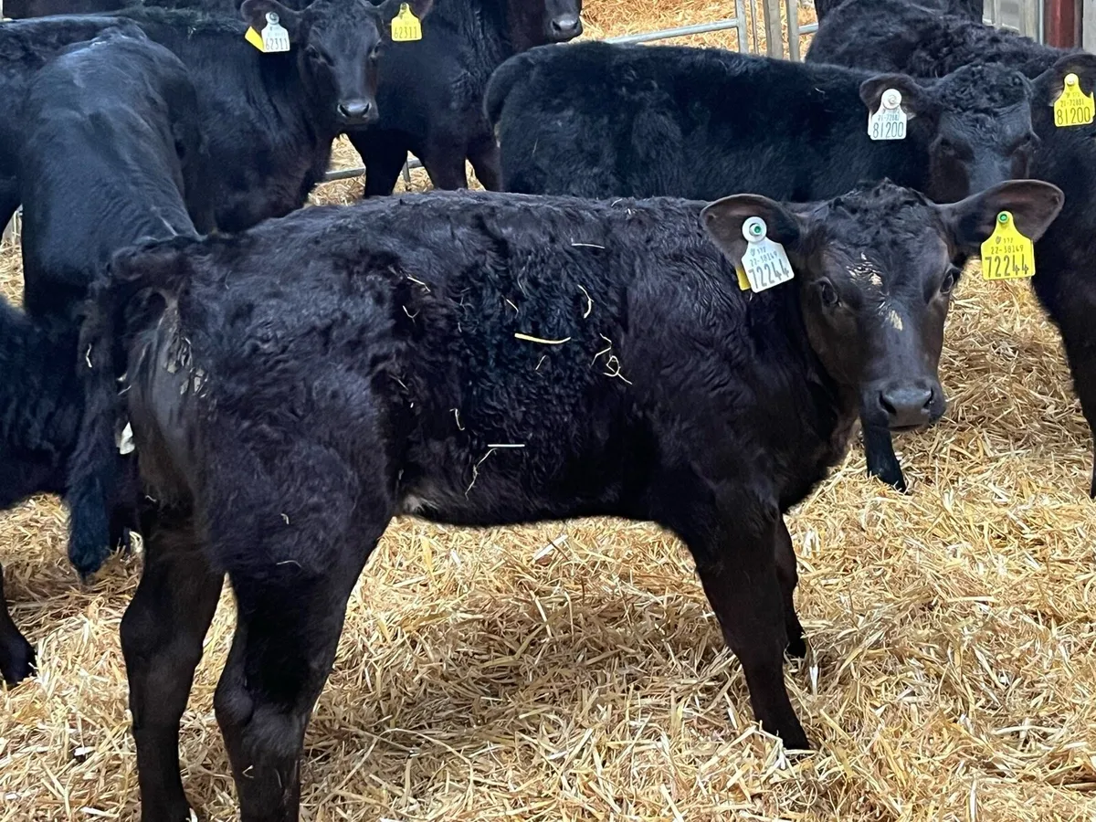 Real Proper Reared AA Heifer Calves - Image 1