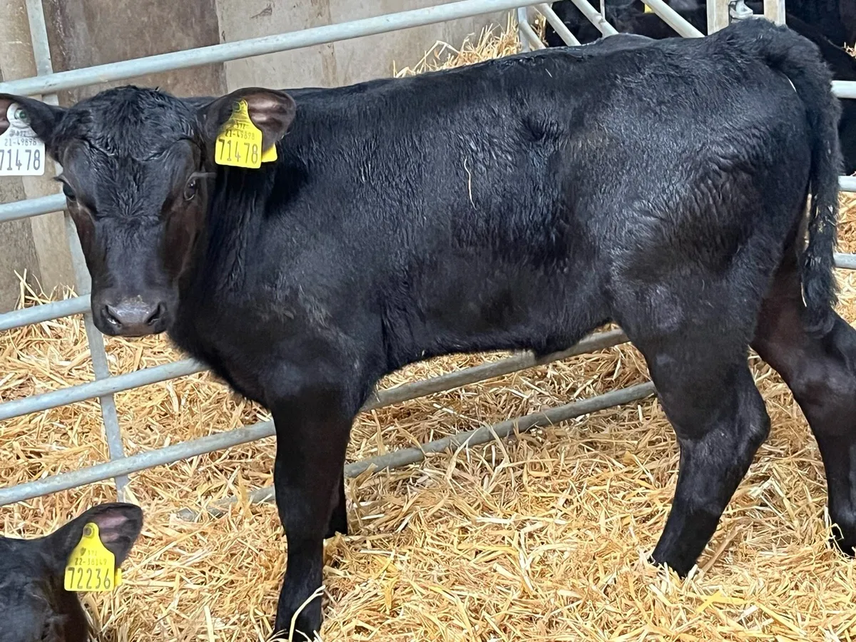 Real Proper Reared AA Heifer Calves - Image 4