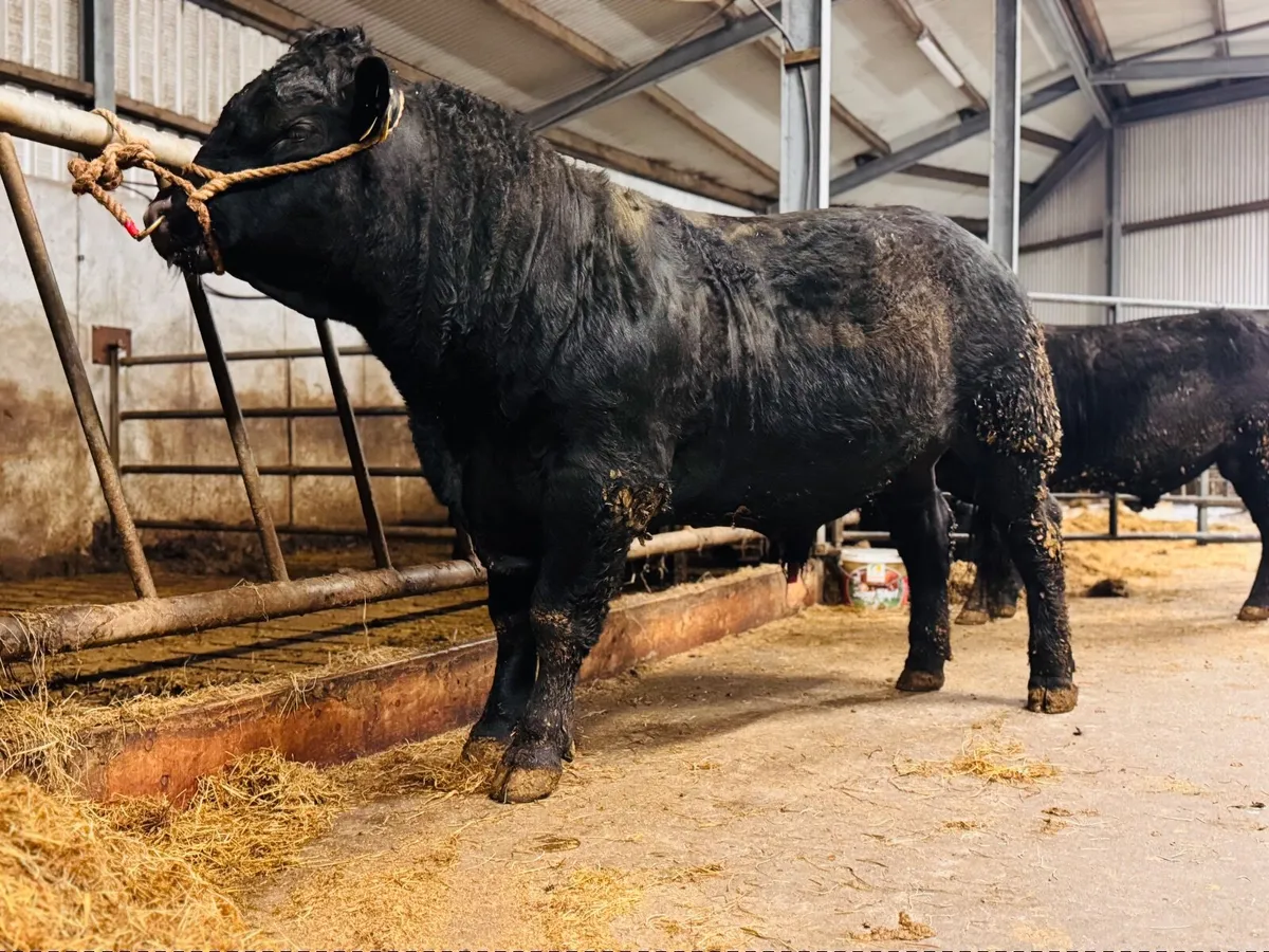 Pedigree Angus Bulls - Image 2