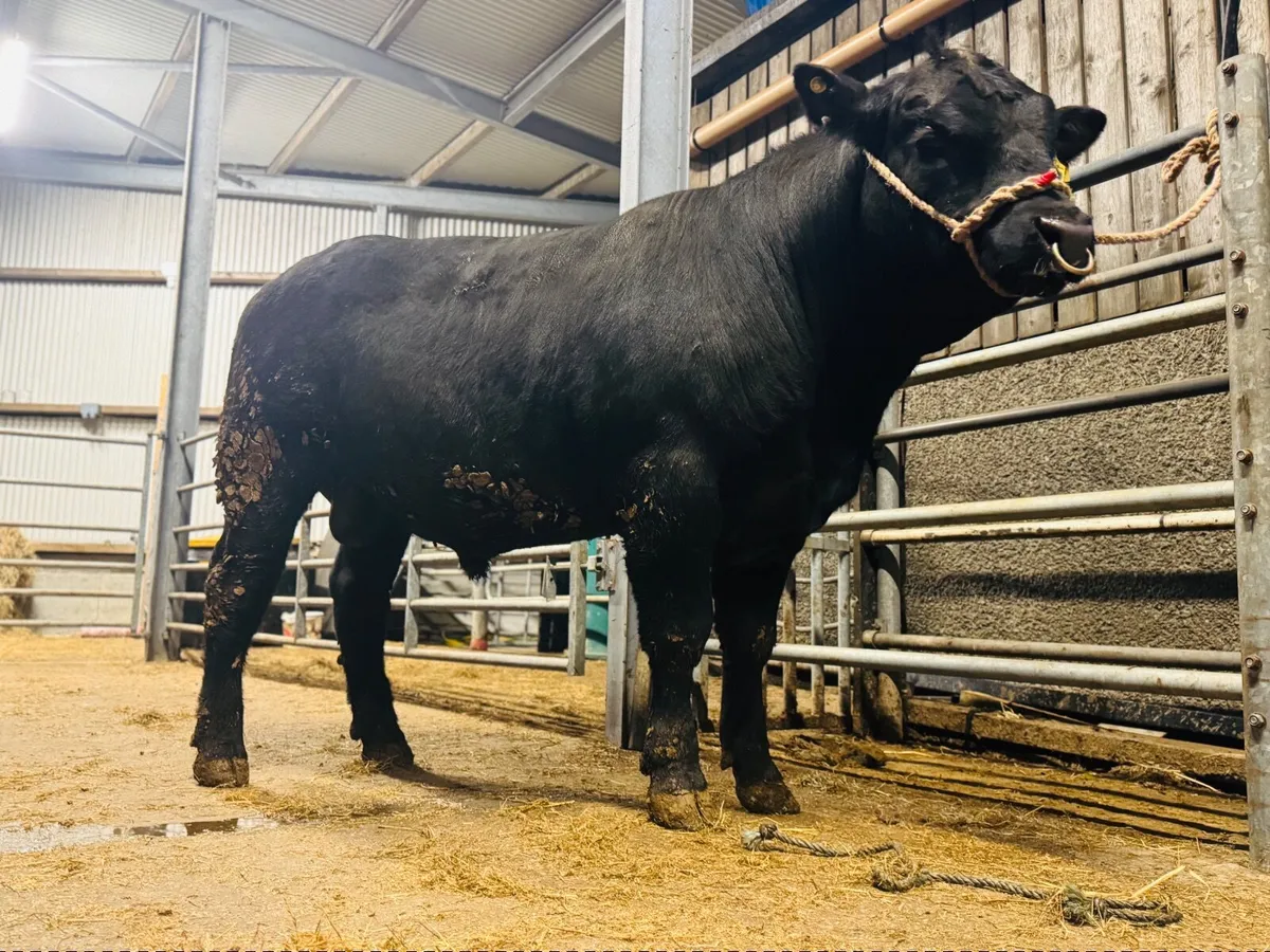 Pedigree Angus Bulls - Image 3