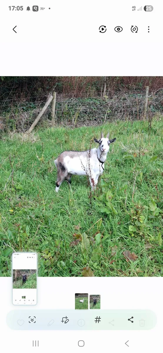 Two 1/2 pygmy goats - male brothers castrated - Image 4