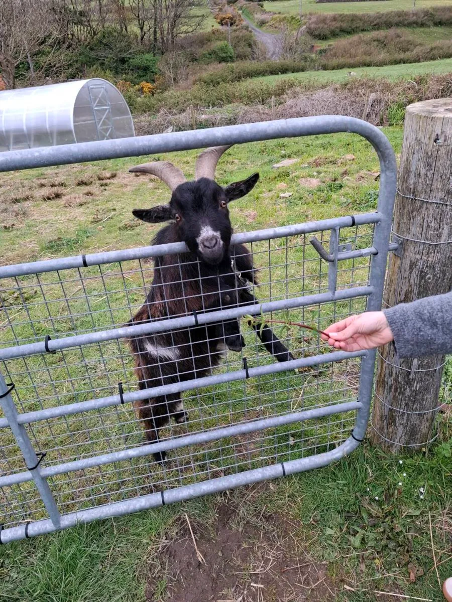 Two 1/2 pygmy goats - male brothers castrated - Image 2