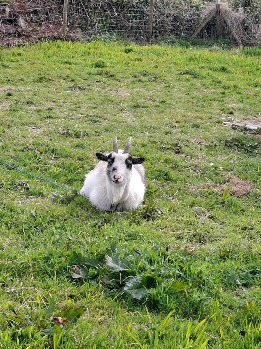 Two 1/2 pygmy goats - male brothers castrated - Image 3