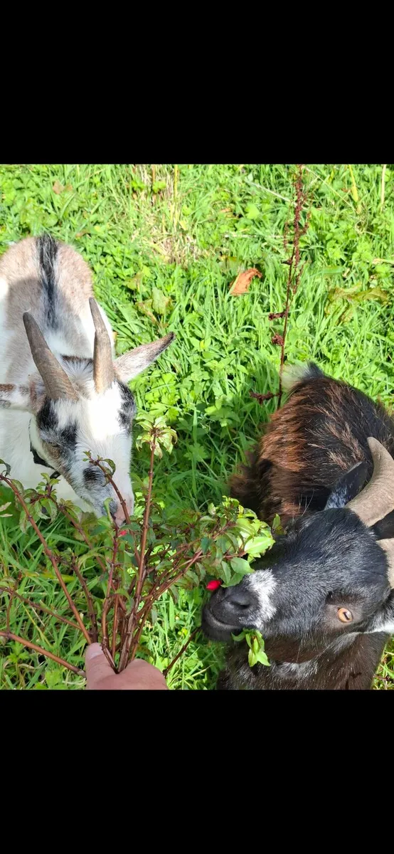Two 1/2 pygmy goats - male brothers castrated - Image 1