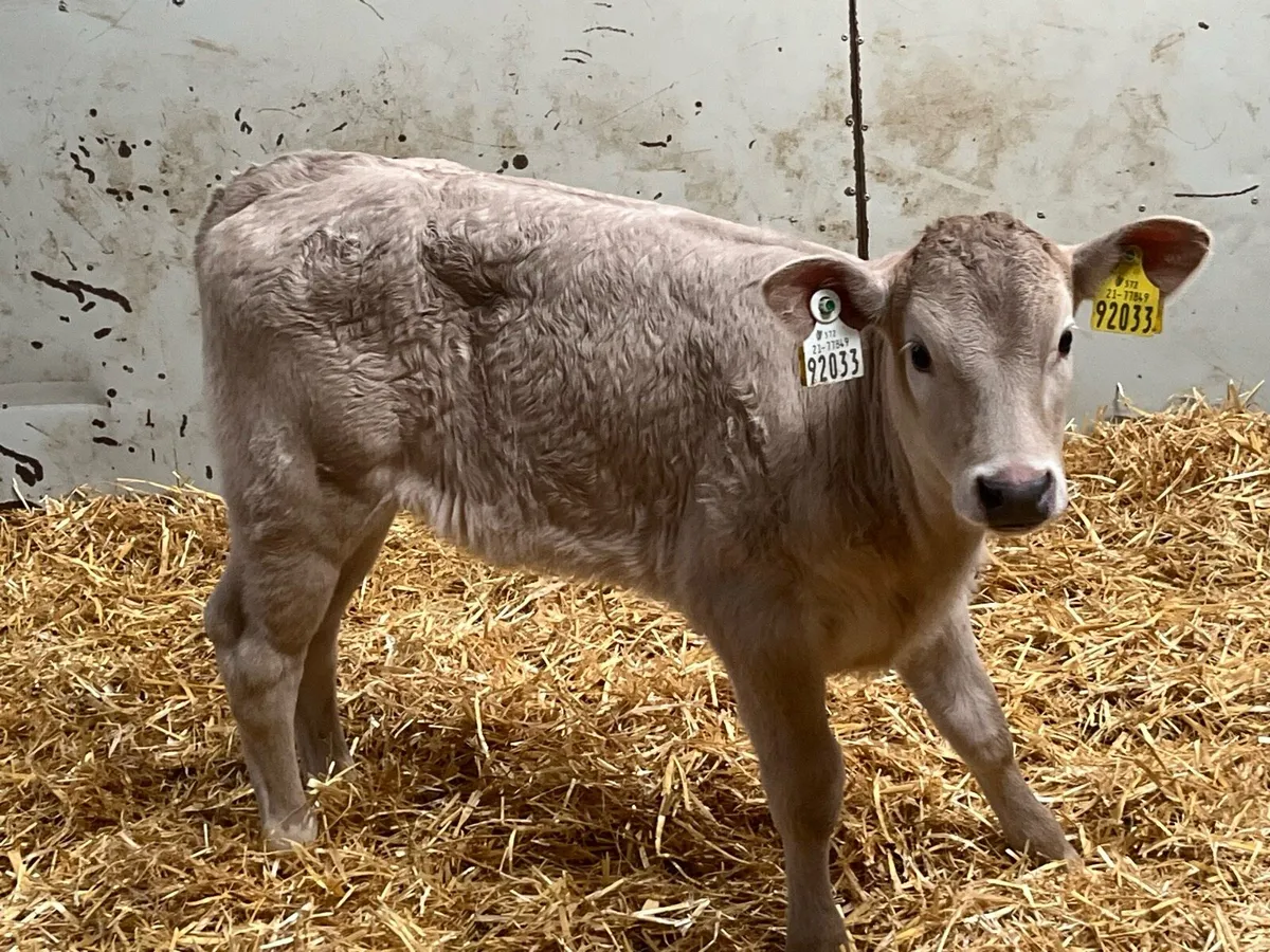 Real Proper CH Heifer Calves - Image 1
