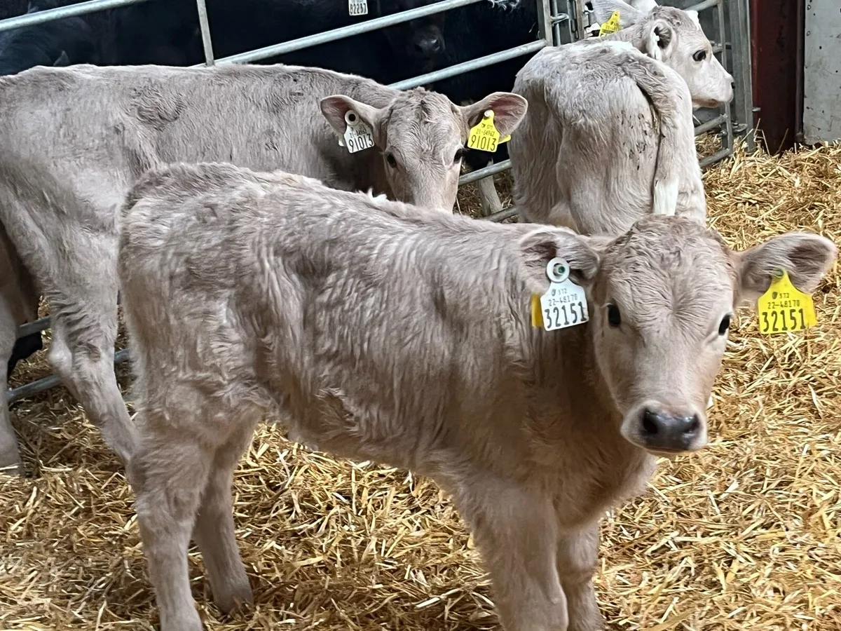 Real Proper CH Heifer Calves - Image 2