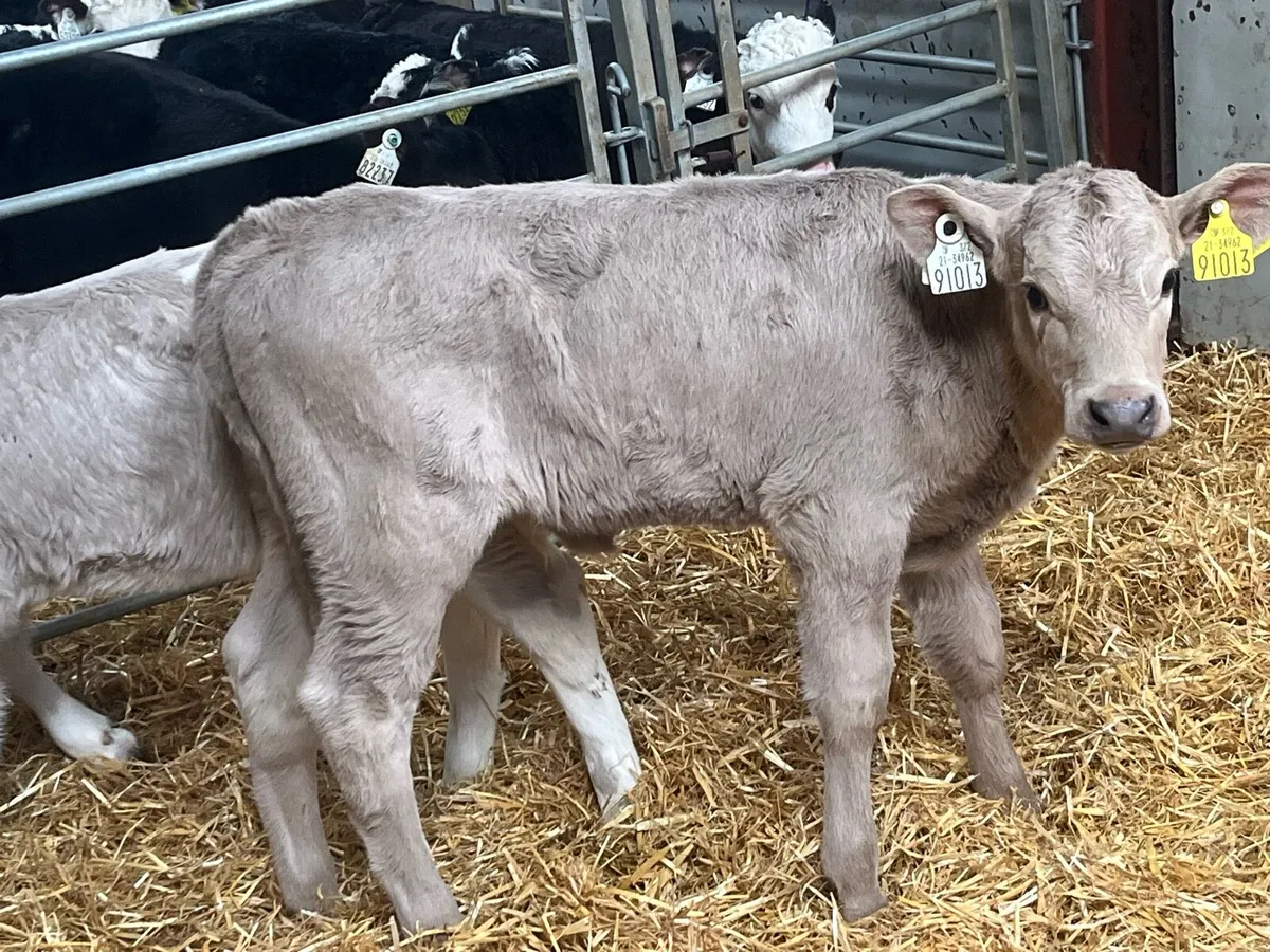 Real Proper CH Heifer Calves - Image 4