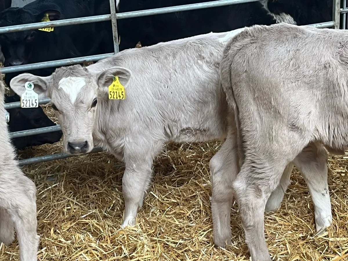 Real Proper CH Heifer Calves - Image 3