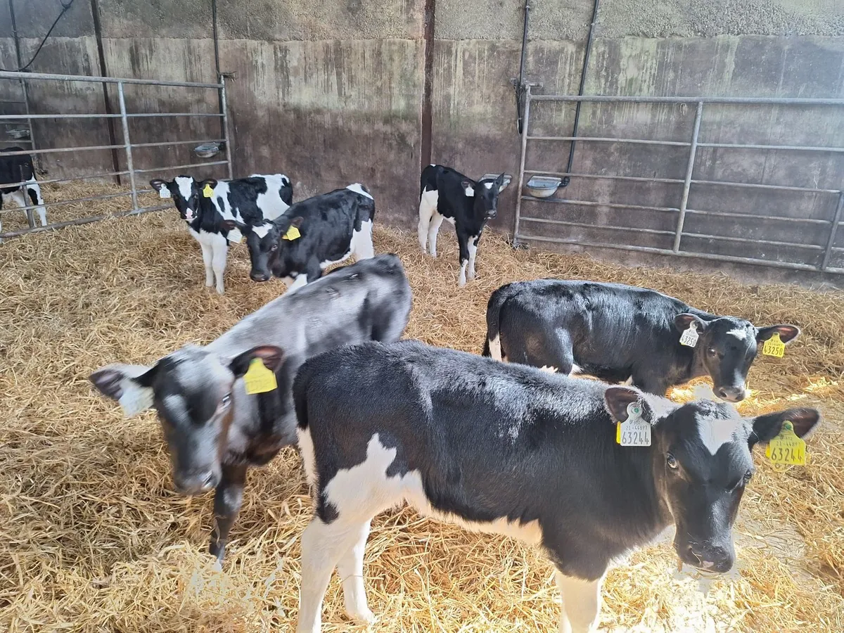 fr heifer calves - Image 3
