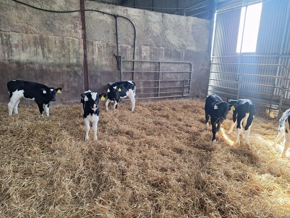 fr heifer calves - Image 4