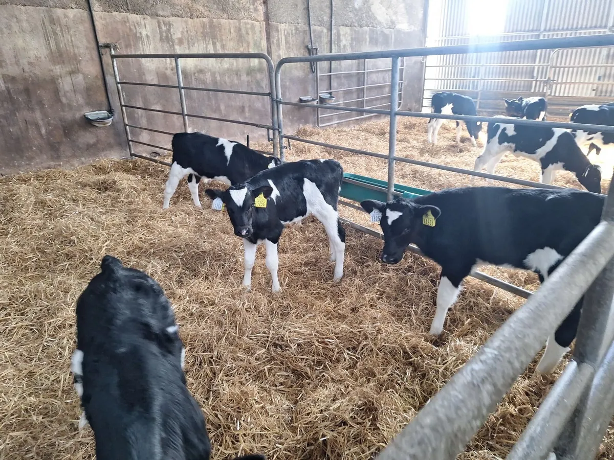 fr heifer calves - Image 1