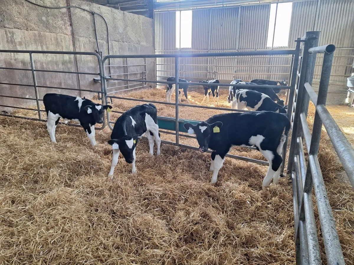 fr heifer calves - Image 2