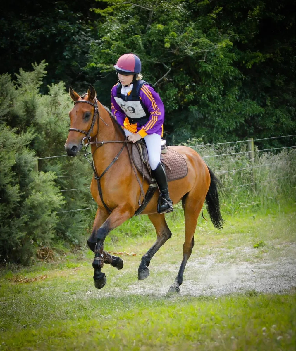 Connemara 8yo - Image 2