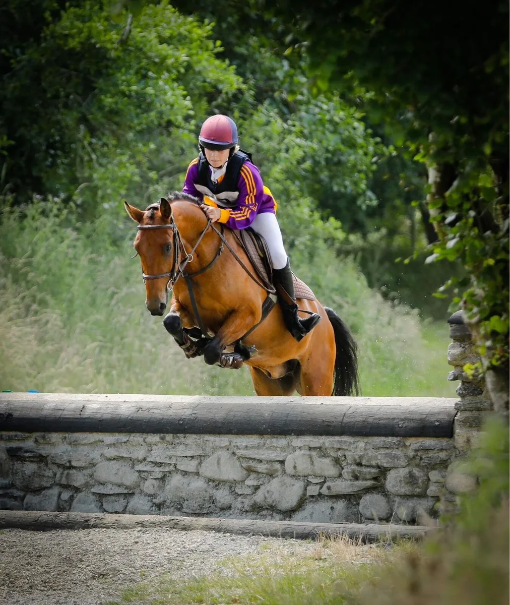 Connemara 8yo - Image 3