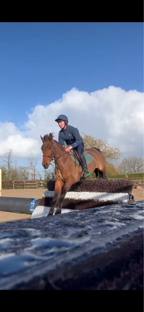 Connemara 8yo - Image 1