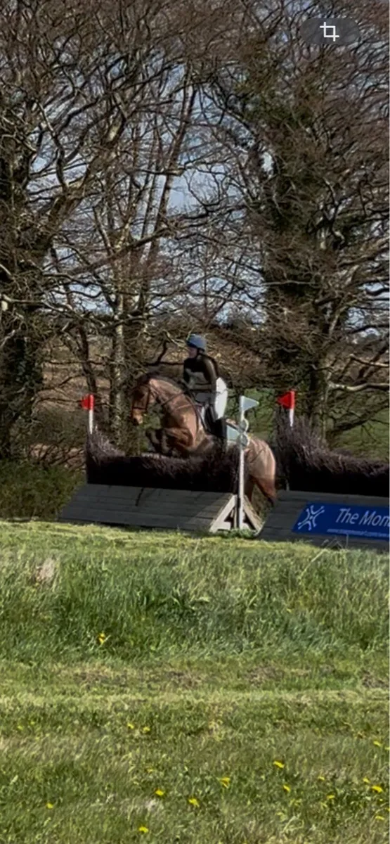 Connemara 8yo - Image 4