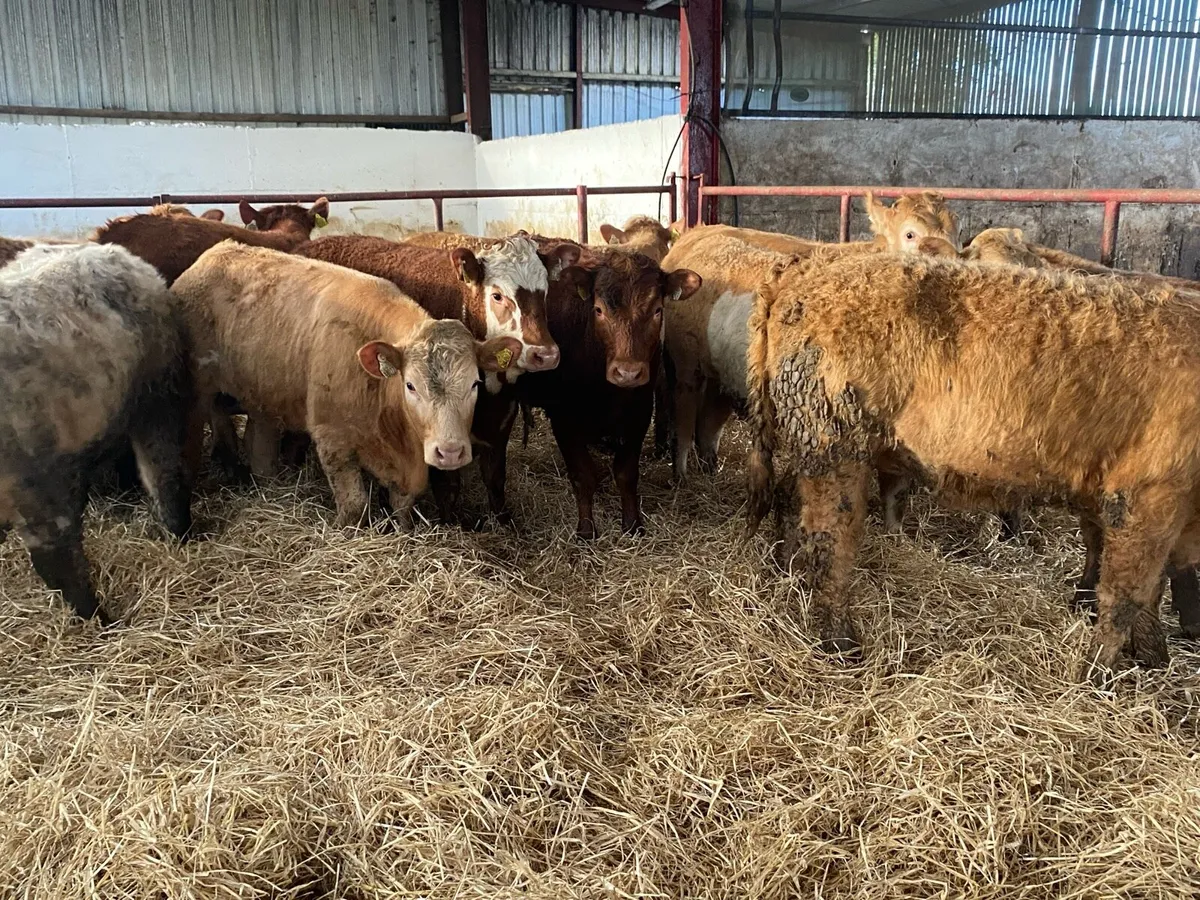 Charolais And Limousin Stores - Image 1