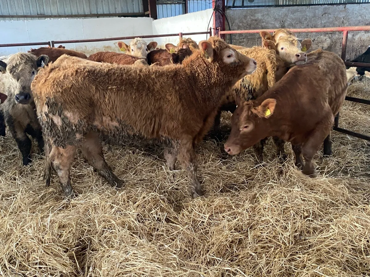 Charolais And Limousin Stores - Image 2