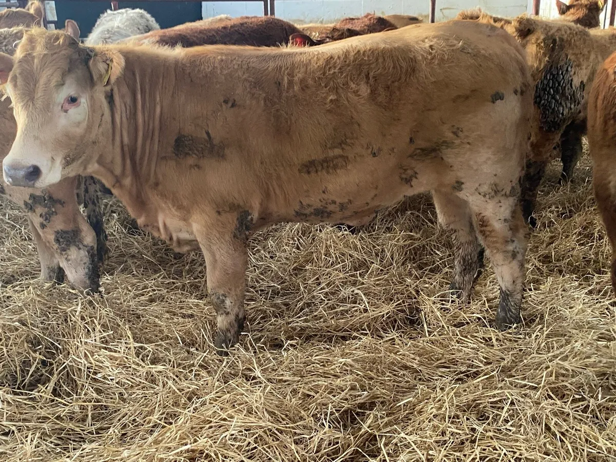 Charolais And Limousin Stores - Image 3