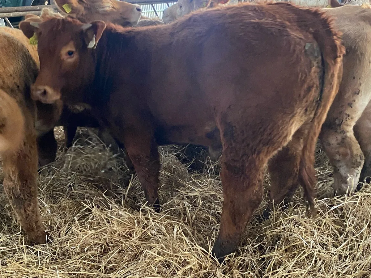 350Kg Charolais And Limousin Heifers - Image 2