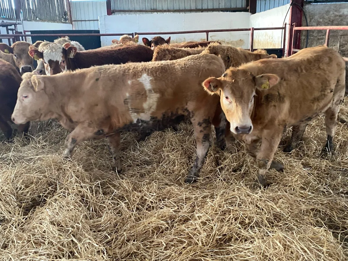 Charolais And Limousin Stores - Image 4