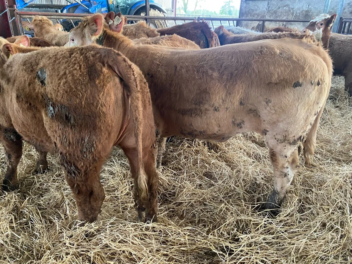 350Kg Charolais And Limousin Heifers - Image 1